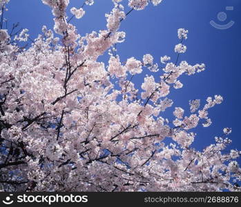 Cherry blossoms