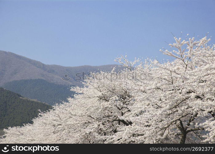 Cherry blossoms