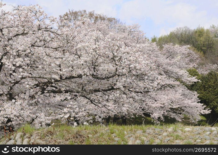 Cherry blossoms