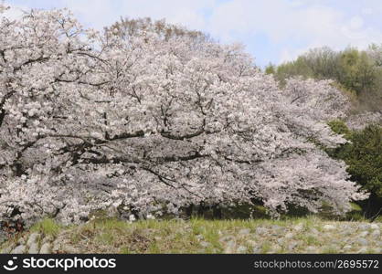 Cherry blossoms