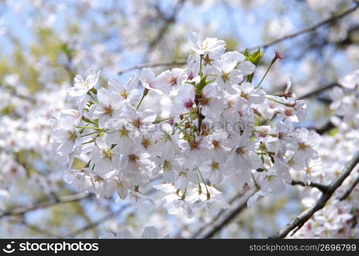 Cherry blossoms