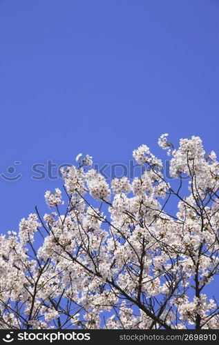 Cherry blossoms