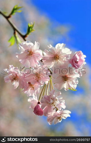 Cherry blossoms