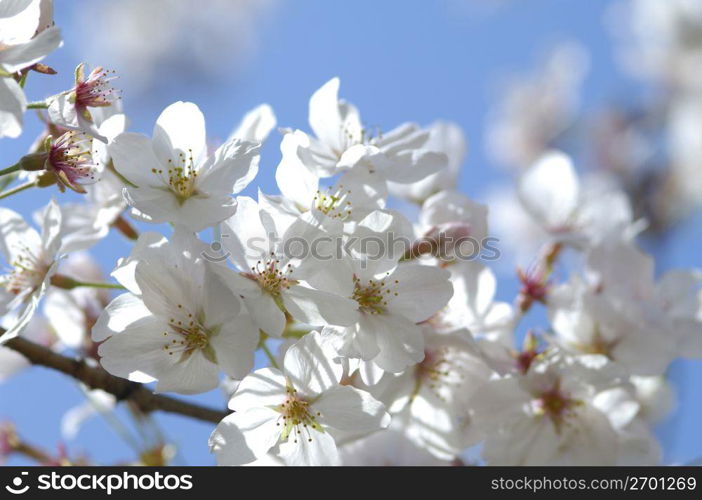 Cherry blossoms