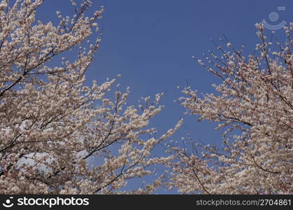 Cherry blossoms