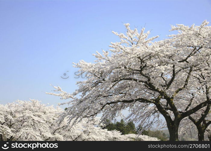 Cherry blossoms