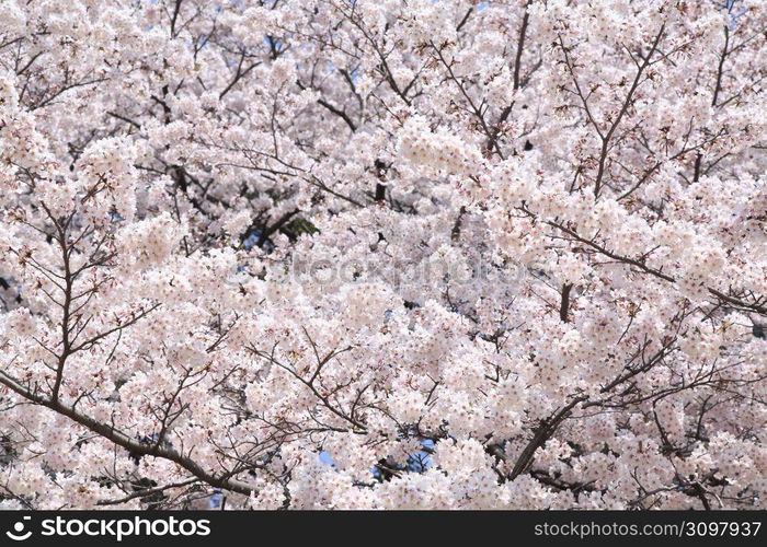 Cherry blossoms