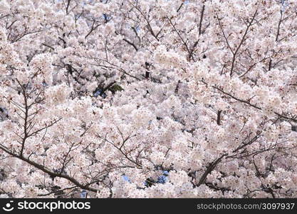 Cherry blossoms