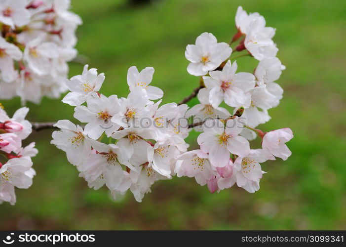 Cherry blossoms