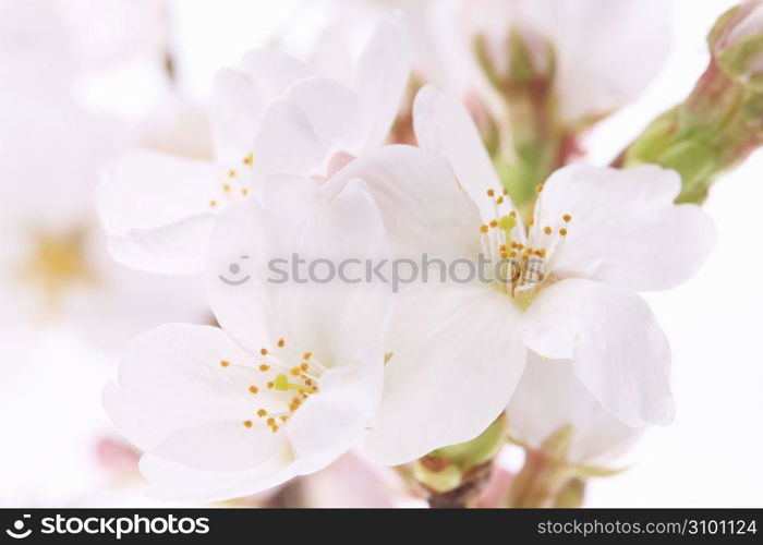 Cherry blossoms