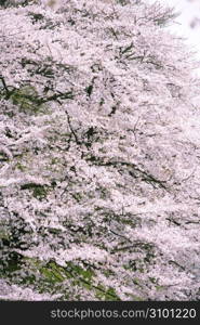 Cherry blossoms