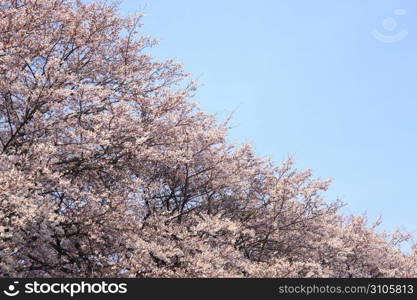 Cherry blossoms