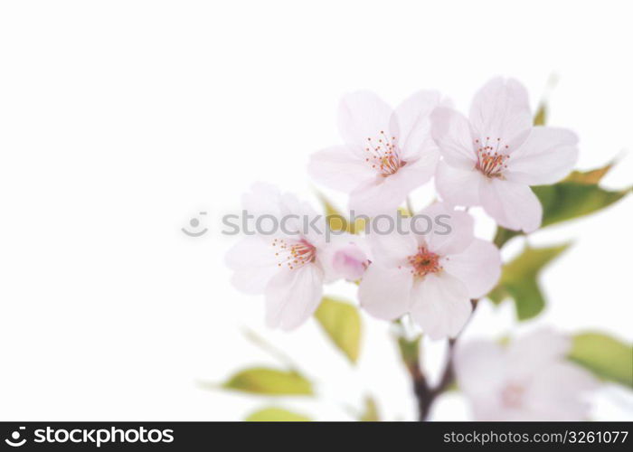 Cherry blossoms