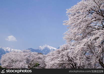 Cherry blossoms