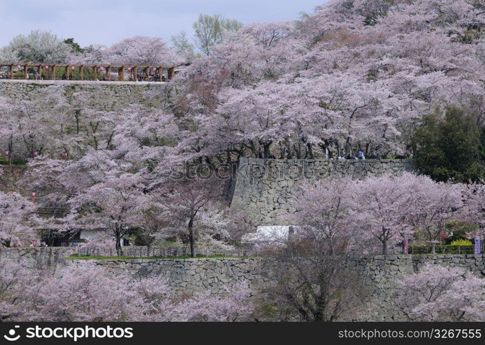 Cherry blossoms