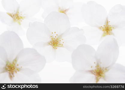 Cherry blossoms