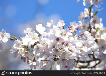 Cherry blossoms