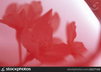 Cherry blossoms and Sake cup