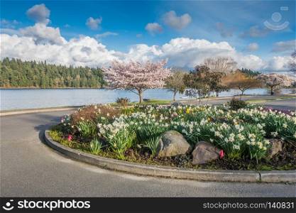 Cherry blossoms are in bloom along Lake Washington in Spring.