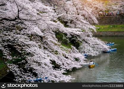 Cherry blossoms at Chidorigafuchi park in Tokyo, Japan.