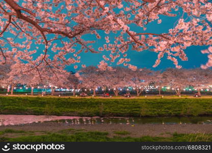 Cherry Blossoms at night in Saitama,Japan