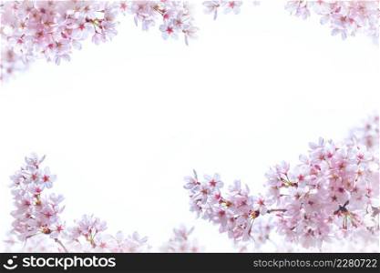 Cherry blossoms blooming in Spring. Spring background. Cherry blossoms in nature with soft focus.