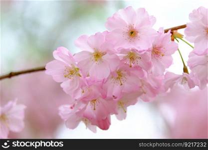 cherry blossoms branch petals
