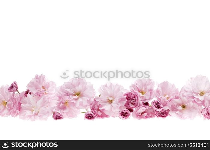 Cherry blossoms flower border. Row of cherry blossom flowers as flower border with copy space isolated on white background