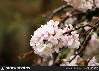 cherry blossoms flowers dewdrops
