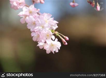 cherry blossoms flowers spring