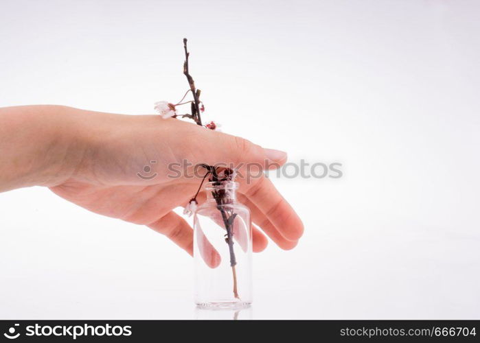 Cherry blossoms in bottle on white background