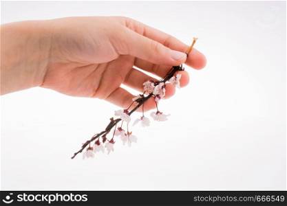 Cherry blossoms in hand on white background