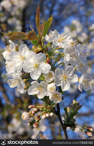 Cherry blossoms in spring can use as background