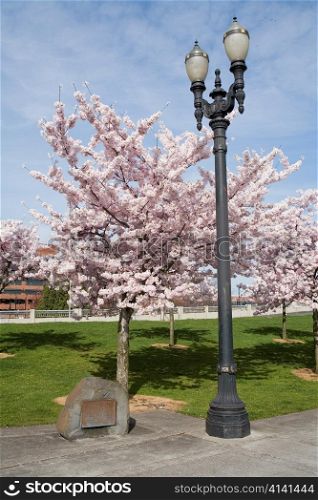 Cherry Blossoms in Waterfront Park