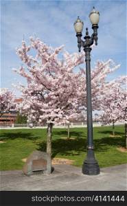 Cherry Blossoms in Waterfront Park