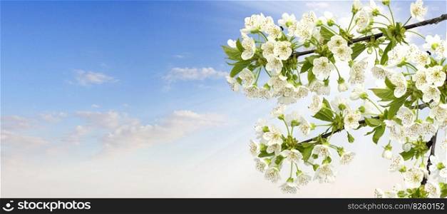 Cherry blossoms isolated in front of a blue sky background