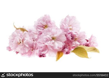 Cherry blossoms isolated. Pink cherry blossom flower arrangement isolated on white background