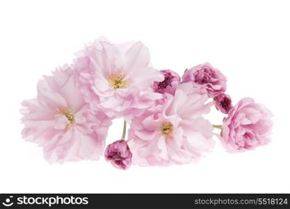 Cherry blossoms isolated. Pink cherry blossom flowers close up isolated on white background