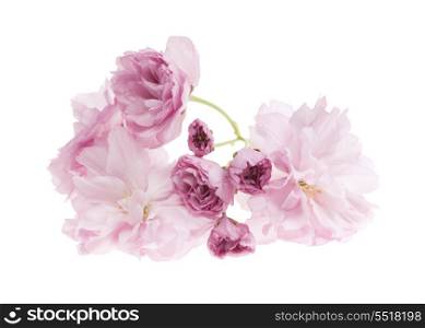 Cherry blossoms isolated. Pink cherry blossom flowers close up isolated on white background