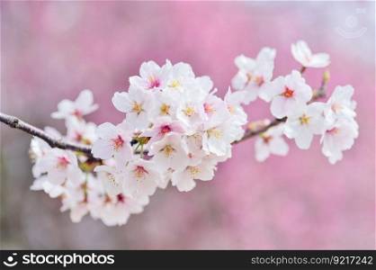 cherry blossoms landscape spring