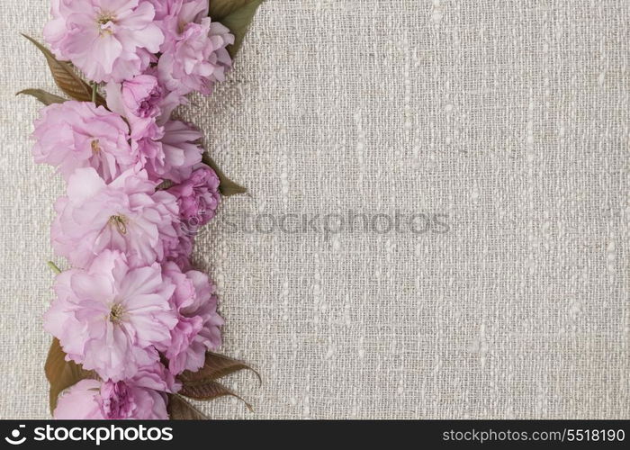 Cherry blossoms on linen background. Border of pink cherry blossoms row on natural rustic linen background