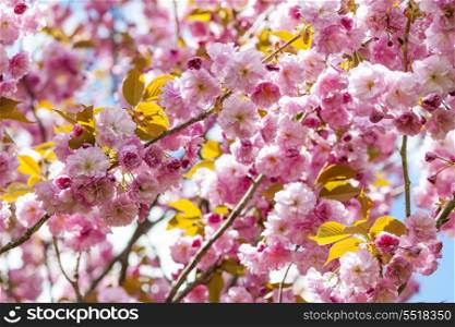 Cherry blossoms on spring cherry tree branches. Pink cherry blossom flowers on flowering tree branches blooming in spring orchard