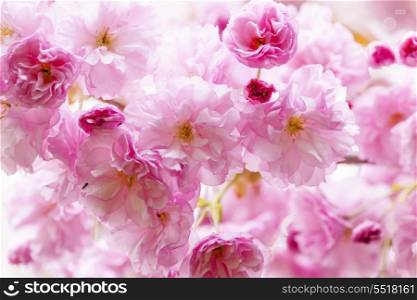 Cherry blossoms on spring cherry tree. Pink cherry blossom flowers on flowering tree branch blooming in spring