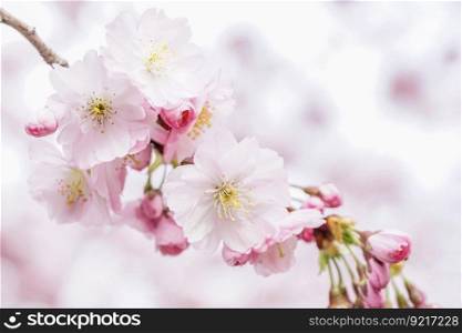 cherry blossoms petals nature tree