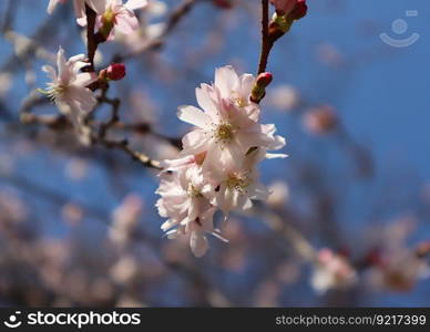 cherry blossoms pink flowers sakura