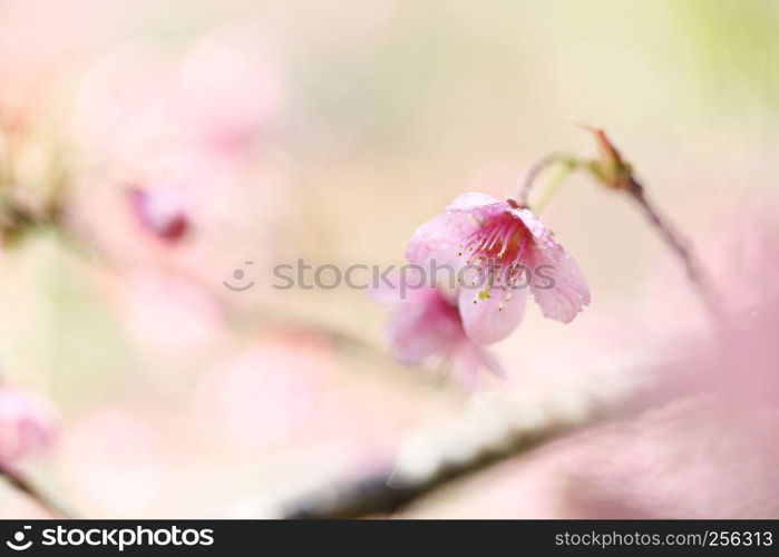 cherry blossoms , sakura flower in close up