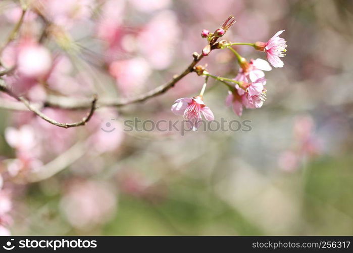 cherry blossoms , sakura flower in close up