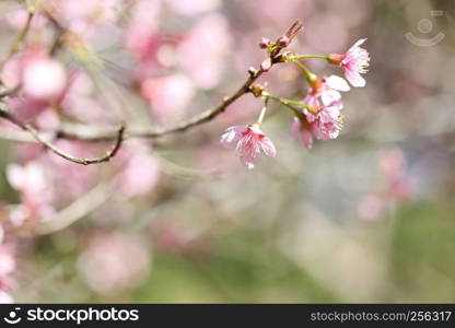 cherry blossoms , sakura flower in close up