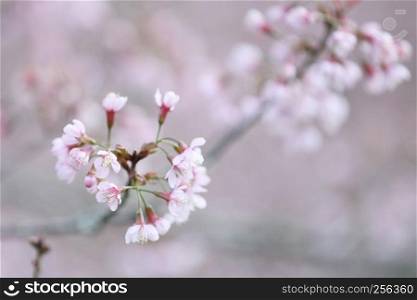 cherry blossoms , sakura flower in close up