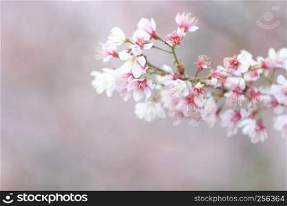 cherry blossoms , sakura flower in close up